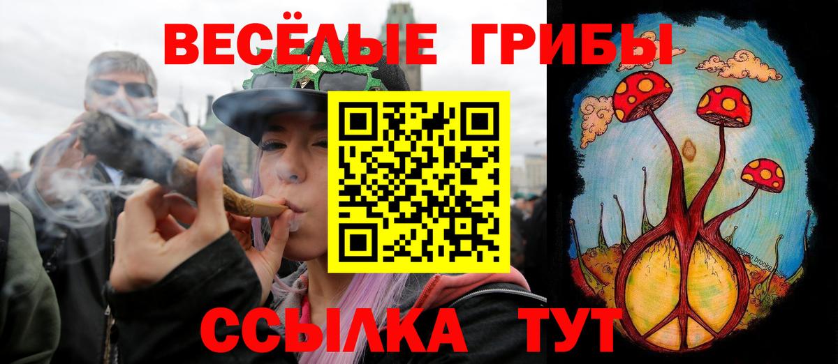 Псилоцибиновые грибы Psilocybe Ставрополь